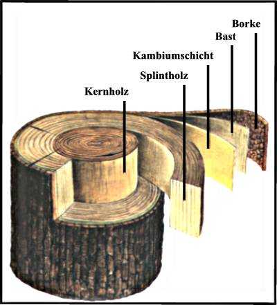 Holzhaus - Anatomie des Holzes